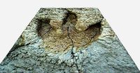 Tyrannosaurus Rex Footprint - fossil