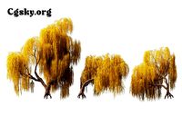 Salix babylonica - Weeping willow 06 Tree