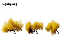 Salix babylonica - Weeping willow  05 Tree