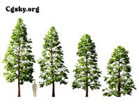 Metasequoia glyptostroboides - water larch 05 Tree