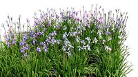 Iris sibirica