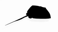 Batoidea
