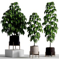 Plants collection 739