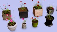 Poppy flowers in pots collection 14 plants and 12 pots