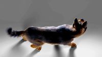Fur German Shepherd Rigged