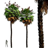 New Plant High detail Acoelorrhaphe Wrightii Fruit