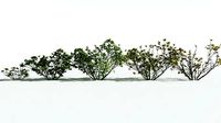 EVERYPlant European Bilberry EXT --30 Models--