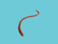 earthworm