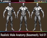 Realistic Male Anatomy Basemesh Vol 01