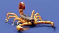 the Indian red scorpion Rig Cinema 4D