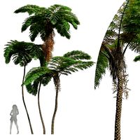 New Plant High detail Sphaeropteris Lepifera02