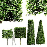 Carpinus Betulus Broadleaf Pole and Box Cigarette  Conical