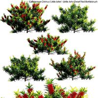 Callistemon Citrinus Little John - Dwarf Red Bottlebrush