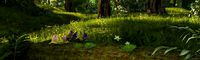 forest