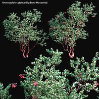 Arctostaphylos glauca - Big Berry Manzanita 02