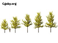 Ginkgo biloba -maidenhair tree 13
