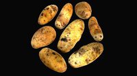 Potato