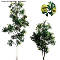 Pittosporum Eugenioides 03