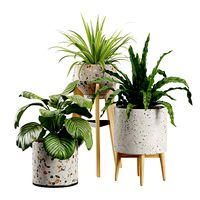 Indoor Plants Terrazzo Pack