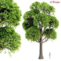 Outdoor Trees Collection vol 93