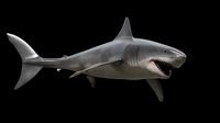 Great white shark