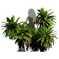 New Plant High detail Neottopteris Nidus Small