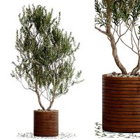 Plants collection 729