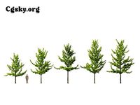 Ginkgo biloba - maidenhair tree 12