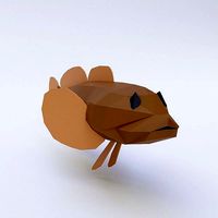 Cottus cognatus fish low poly 3d model