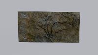 Ancient Plant Fossil 2