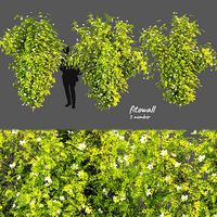 Collection plant vol 358 - bush - outdoor - leaf - fitowall