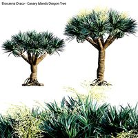 Dracaena draco 01
