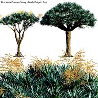 Dracaena draco 04