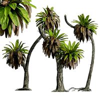 New Plant High detail Neottopteris Nidus