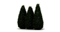 Shrubs