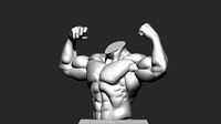 Male Anatomy