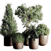 Collection Outdoor plant concrete dirt vase pot tree bush palm