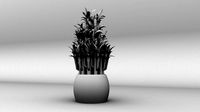 Lucky Bamboo Plant