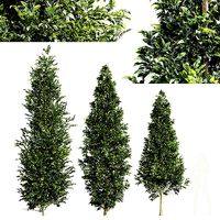 Carpinus Betulus 3 trees