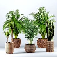 Indoor Plants set 07