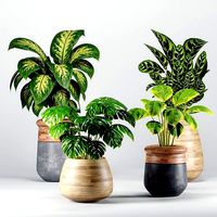 Indoor Plants set 06