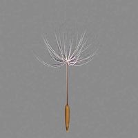 Dandelion V1