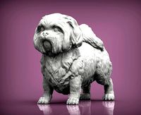 British Shih Tzu | 3D