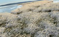 winter reeds