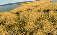 autumn reeds