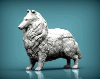 Collie | 3D