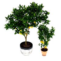 two lemon trees