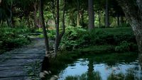 wooden walkway