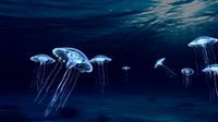 jellyfish