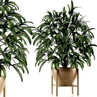 single plant 17